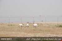 Dimeh Protected Area