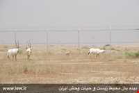 Dimeh Protected Area