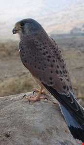 منطقه حفاظت شده سفید کوه