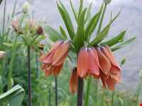 Sefid Kouh Protect Area