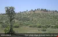 Sefid Kouh Protect Area