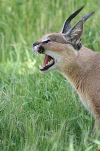 Sefid Kouh Protect Area