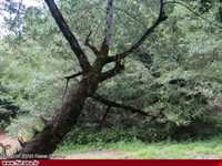 پارک جنگلی خرما