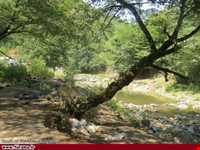 پارک جنگلی خرما