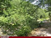 پارک جنگلی خرما