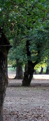 پارک جنگلی قرق