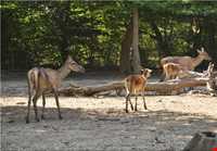 Ghorgh National Park