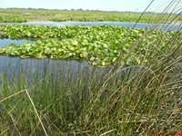 Langoor Wetland