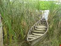 Langoor Wetland
