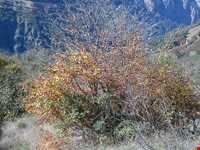 روستای لیما گوابر