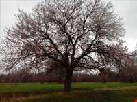 روستای گل چشمه ( قوزلو )