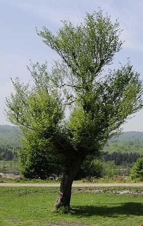 روستای  بلیران