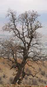 پارک جنگلی یاسوج