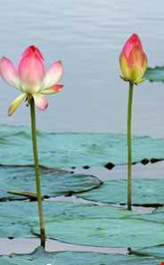 Sari's Niloufar-e Abi Garden