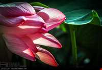 بوستان نیلوفر آبی