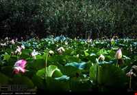 بوستان نیلوفر آبی