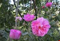 Rud Khaneh Sadat Village