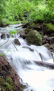 Nilbarg Spring and Forest
