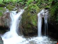 Nilbarg Spring and Forest