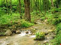 Nilbarg Spring and Forest