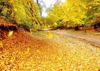 Nilbarg Spring and Forest