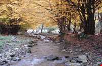 Nilbarg Spring and Forest