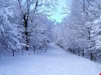 Nilbarg Spring and Forest