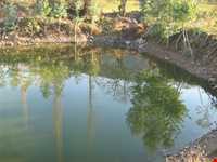 Nilbarg Spring and Forest