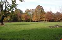 Nilbarg Spring and Forest