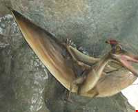 ژوراسیک پارک تهران