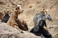 آبشار تنگه رود قر