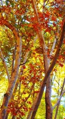 تنگ گنجه ای