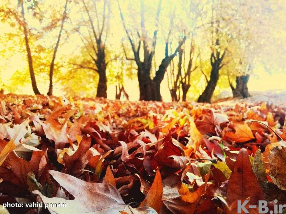 تنگ گنجه ای