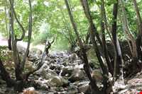 تنگ گنجه ای