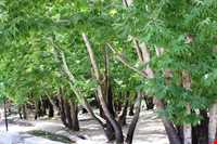 تنگ گنجه ای