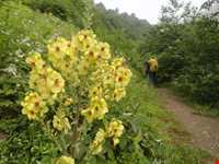 آبشار تریشوم