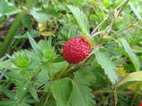 آبشار تریشوم