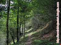 آبشار تریشوم