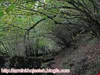 آبشار تریشوم