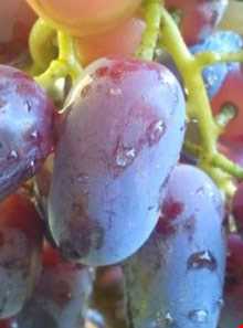 Black Grape