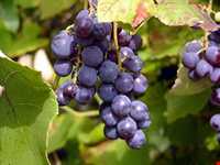 انگور سیاه سردشت