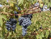 انگور سیاه سردشت