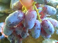 انگور سیاه سردشت