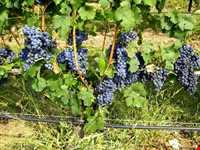انگور سیاه سردشت