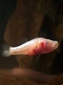 غار ماهی کور