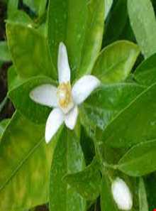 Wedding Celebration of Orange Tree