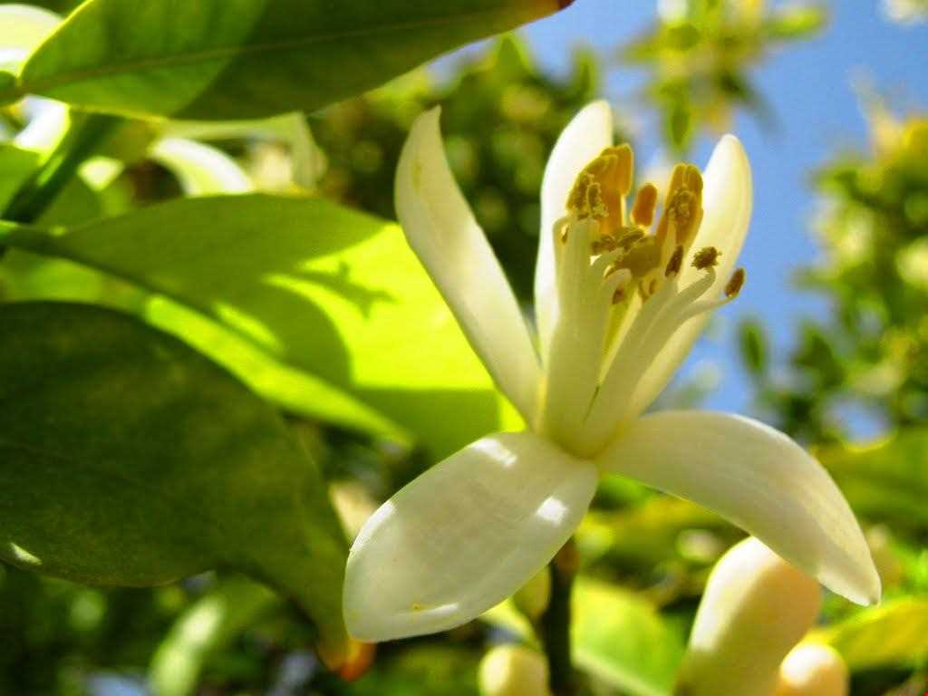 جشن عروسی درخت نارنج