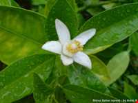 جشن عروسی درخت نارنج