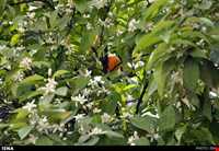 جشن عروسی درخت نارنج