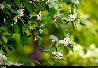 جشن عروسی درخت نارنج